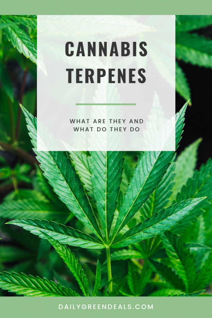 What Are Cannabis Terpenes and What Do They Do? February 2023 - Daily ...