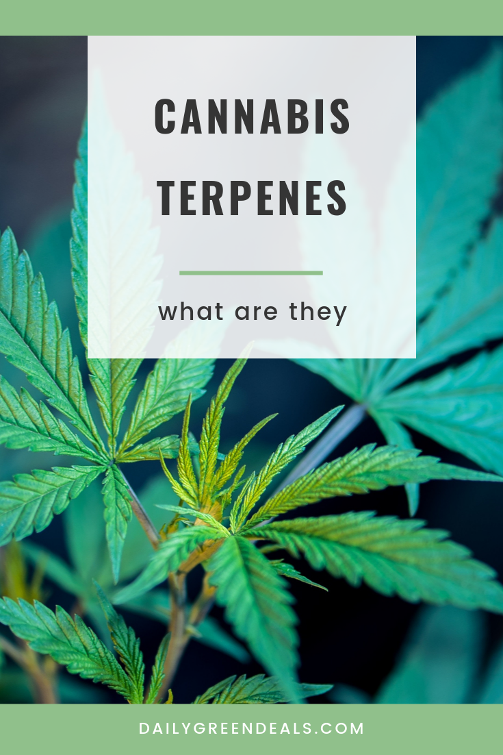 What Are Cannabis Terpenes and What Do They Do? February 2023 - Daily ...