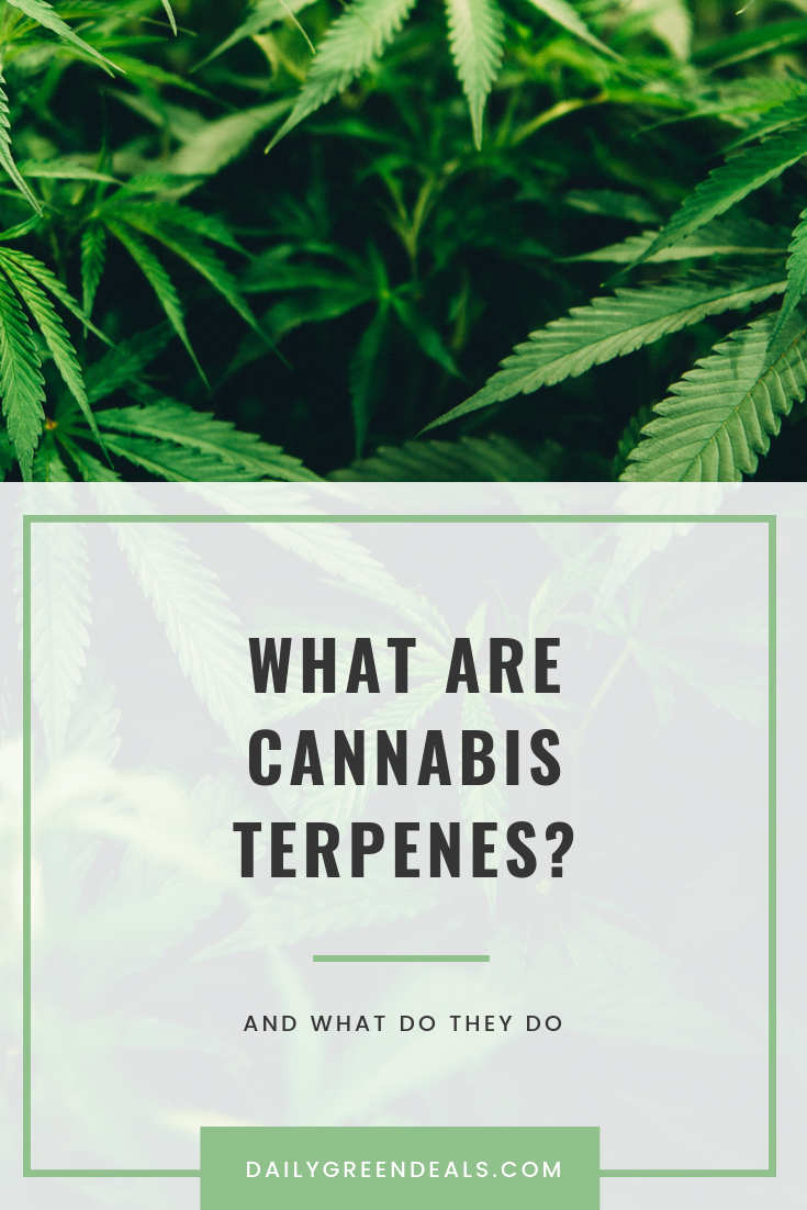 What Are Cannabis Terpenes and What Do They Do? February 2023 - Daily ...