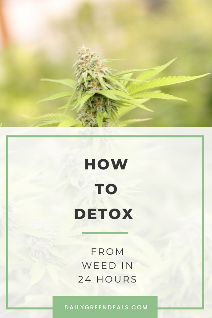 How To Detox From Weed In 24 Hours: A Brief Guide To 24 Hour THC Detox ...