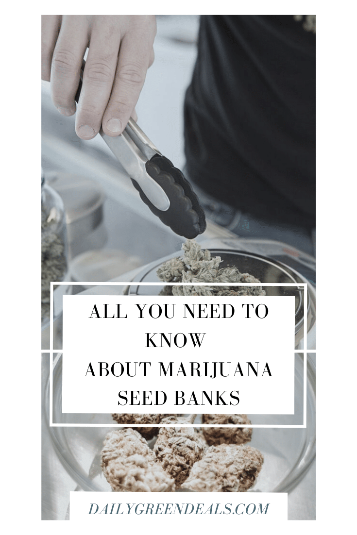 Where To Buy Marijuana Seeds - 5 Best Seed Banks That Ship To USA ...